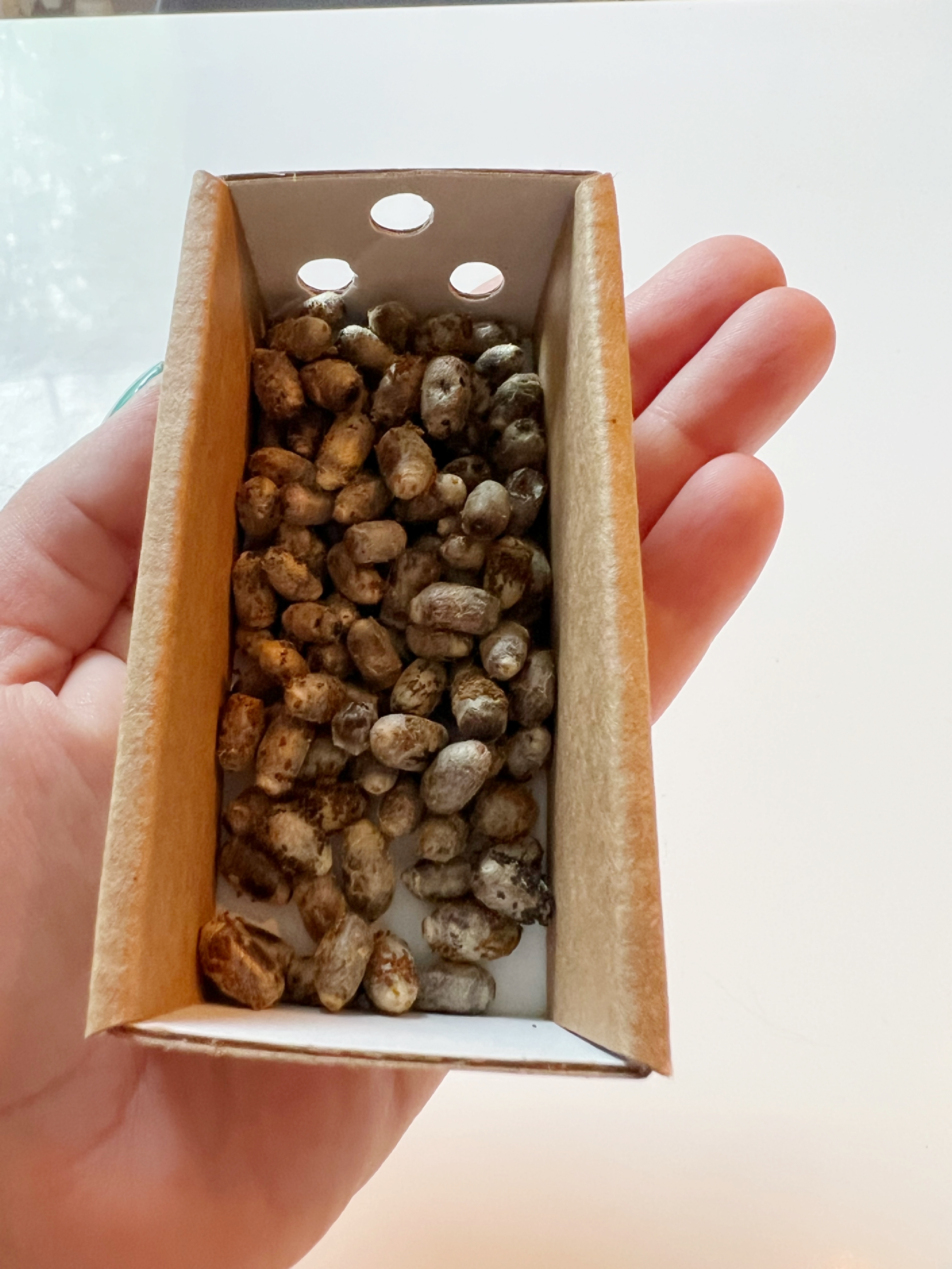 Many small bee larva in a cardboard container in the palm of a hand