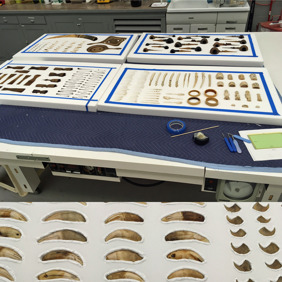 various African artifacts in conservation