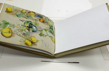 Elizabeth Nourse sketchbook in conservation