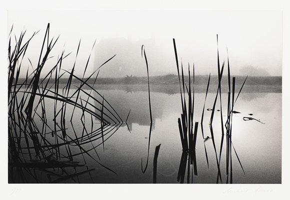 black and white photograph of reeds in a pond
