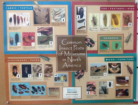 Common insect pests of museums in North America