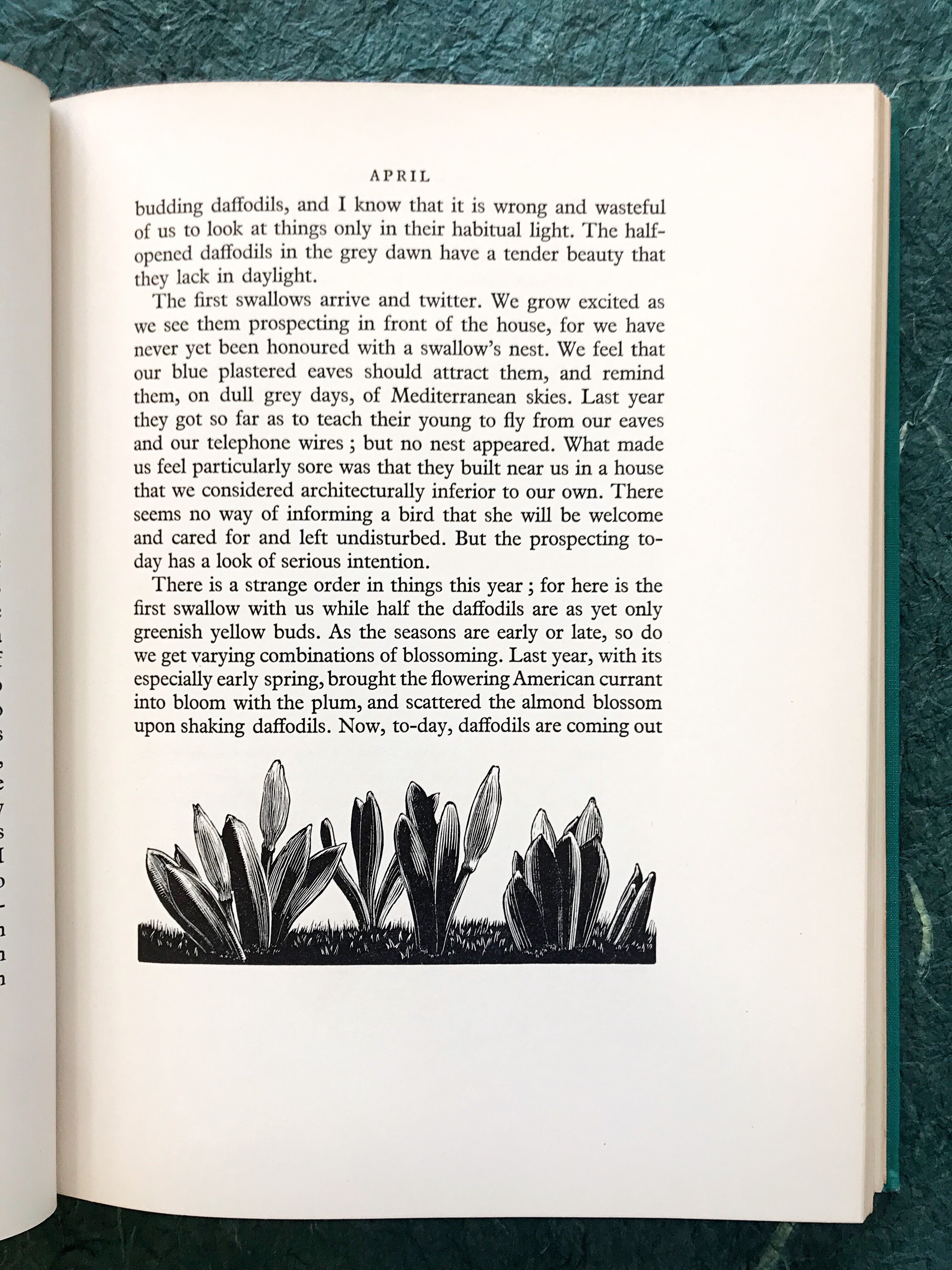 page from The Farmer’s Year by Clare Leighton with an illustration of a flower