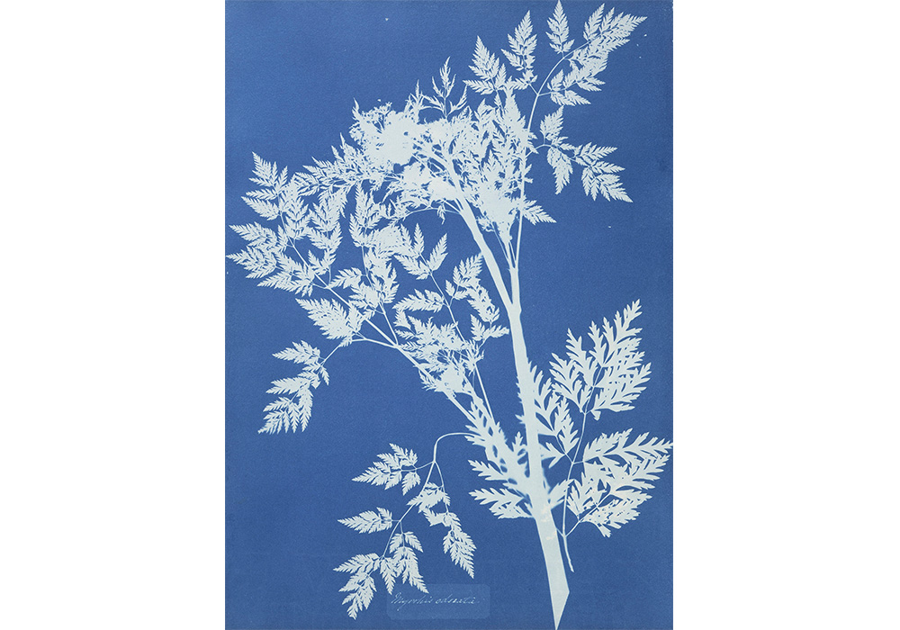 Anna Atkins' Myrrhis Odorata, an off white print of a tree branch on a cyan blue backdrop