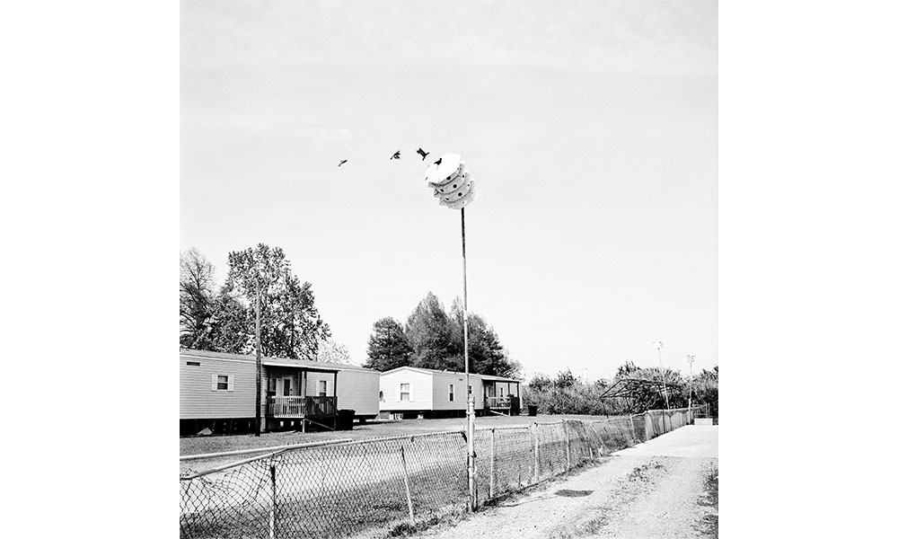 Black and white photograph of birds flying into a toppled over bird house, perched on a tall pole next to a street in a trailer park