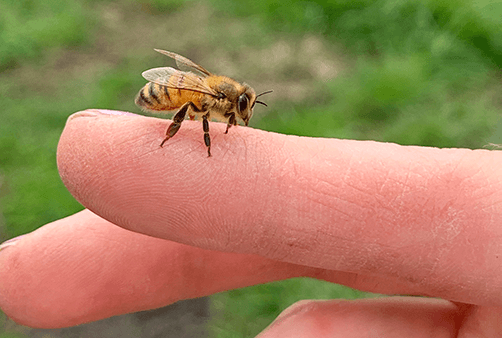 Bee on a finger