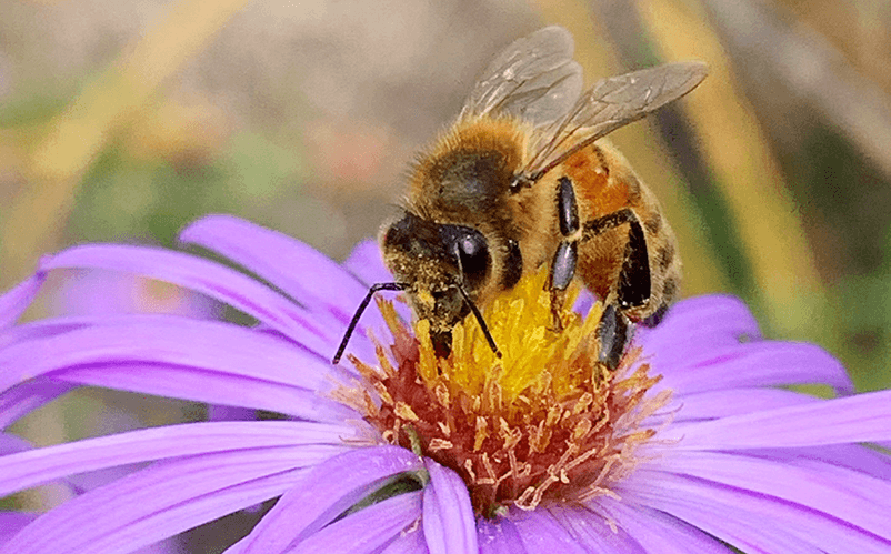 Bee on a purple flower