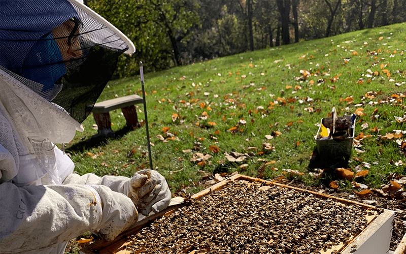 Beekeeper working on a hive