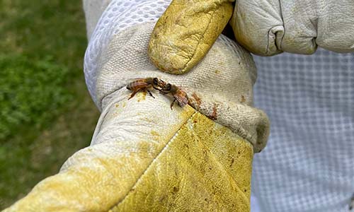 Bees resting on a Beekeepers wrist