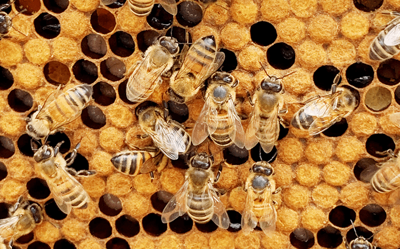 Honey bees