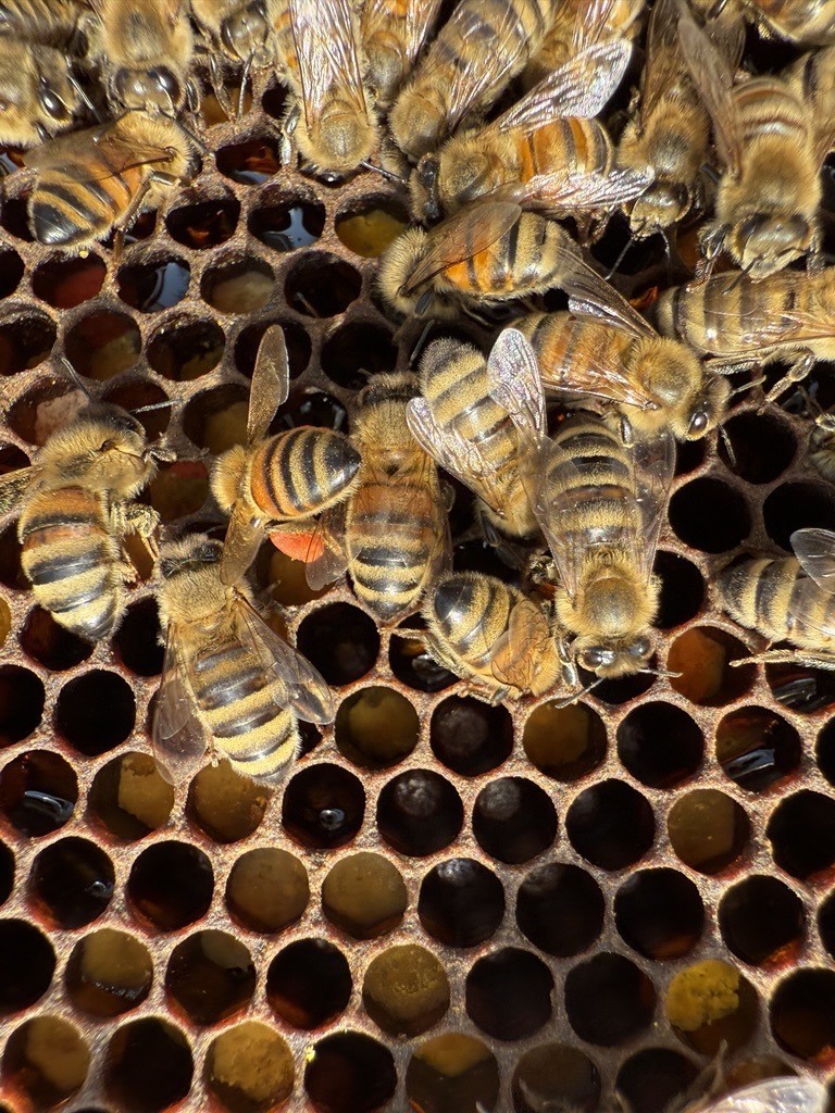 Bees in a hive on honeycomb.
