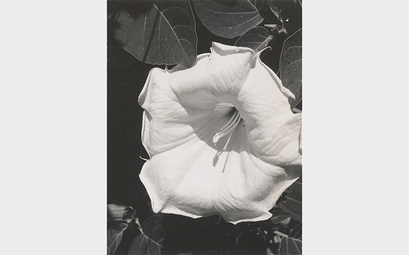 Georgia O'Keeffe, Jimsonweed (Datura stramonium), 1964–68, black-and-white Polaroid, Georgia O’Keeffe Museum, Santa Fe. © Georgia O’Keeffe Museum