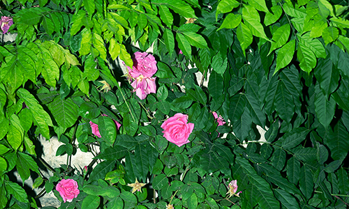David Hartt (Canadian, lives/works United States, b. 1967), The Garden (Rosa hybrida & Wisteria sinensis / Tivoli, Italy / May 19, 2022), 2022, dye transfer print, window mat, aluminum frame, 20 x 16 in. (50.8 x 40.6 cm), framed 23 5/8 x 29 1/2 in. (74.9 x 60 cm) © David Hartt, courtesy of the artist and Corbett vs. Dempsey, Chicago, commissioned by the Cincinnati Art Museum