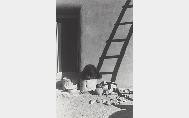 Georgia O’Keeffe (American, 1887–1986), Bo II (Bo-Bo), 1961, gelatin silver print, Georgia O’Keeffe Museum, Santa Fe, 2006.6.1350
14 3/4 × 11 3/4 × 1 3/8 in. (37.5 × 29.8 × 3.5 cm)