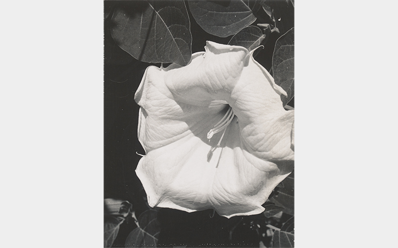 Georgia O’Keeffe (American, 1887–1986), Jimsonweed (Datura stramonium), 1964–68, black-and-white Polaroid, Georgia O’Keeffe Museum, Santa Fe. © Georgia O’Keeffe Museum, 2006.6.1070
14 3/4 × 11 3/4 × 1 3/8 in. (37.5 × 29.8 × 3.5 cm) 
