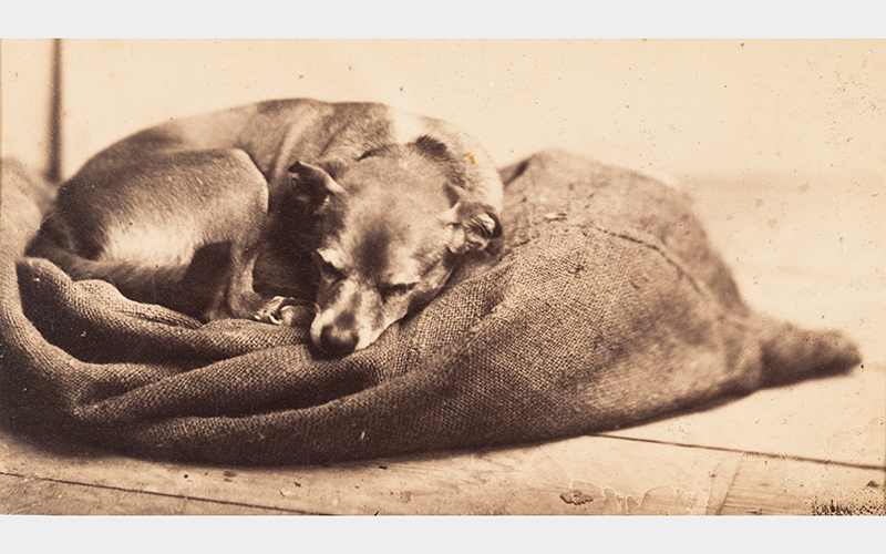 Edmond Lebel (French, 1834–1908), The Artist’s Sleeping Dog, circa 1863–1870, albumen silver print, Museum Purchase: FotoFocus Art Purchase Fund, 2017.49 