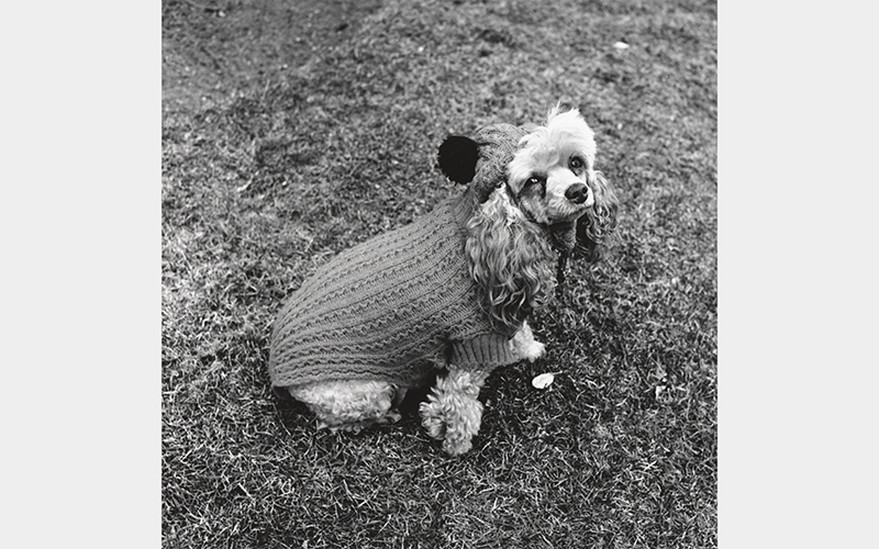 Henry Horenstein (American, b. 1947), Chammie in Wool, Backyard, Newton, MA, 1972 gelatin silver print, Gift of Dr. and Mrs. William Tsiaras, 2018.165