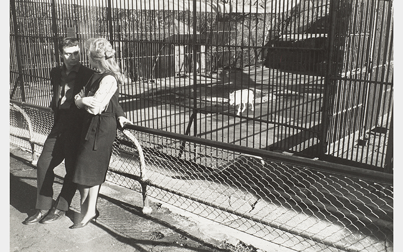 Garry Winogrand (American, 1928–1984), Central Park Zoo, New York City, 1962, gelatin silver print, Bequest of Carl M. Jacobs III, 2009.154