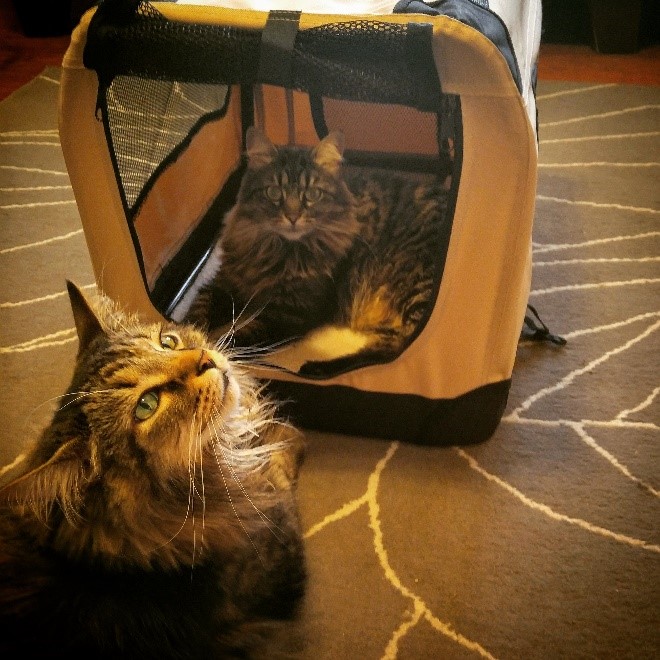 In Defense of the Cat Ladies - Cincinnati Art Museum