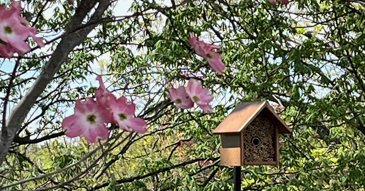 A small house under a blooming tree