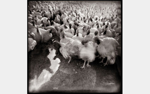 Nancy Rexroth's Turkeys Advance, blurry black and white photograph of a large group of turkeys