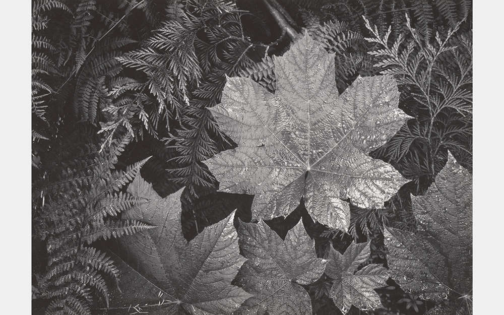 A black and white photo of leaves