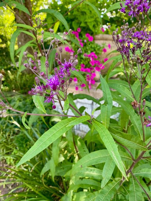 Purple and vermillion flowers in a landscape