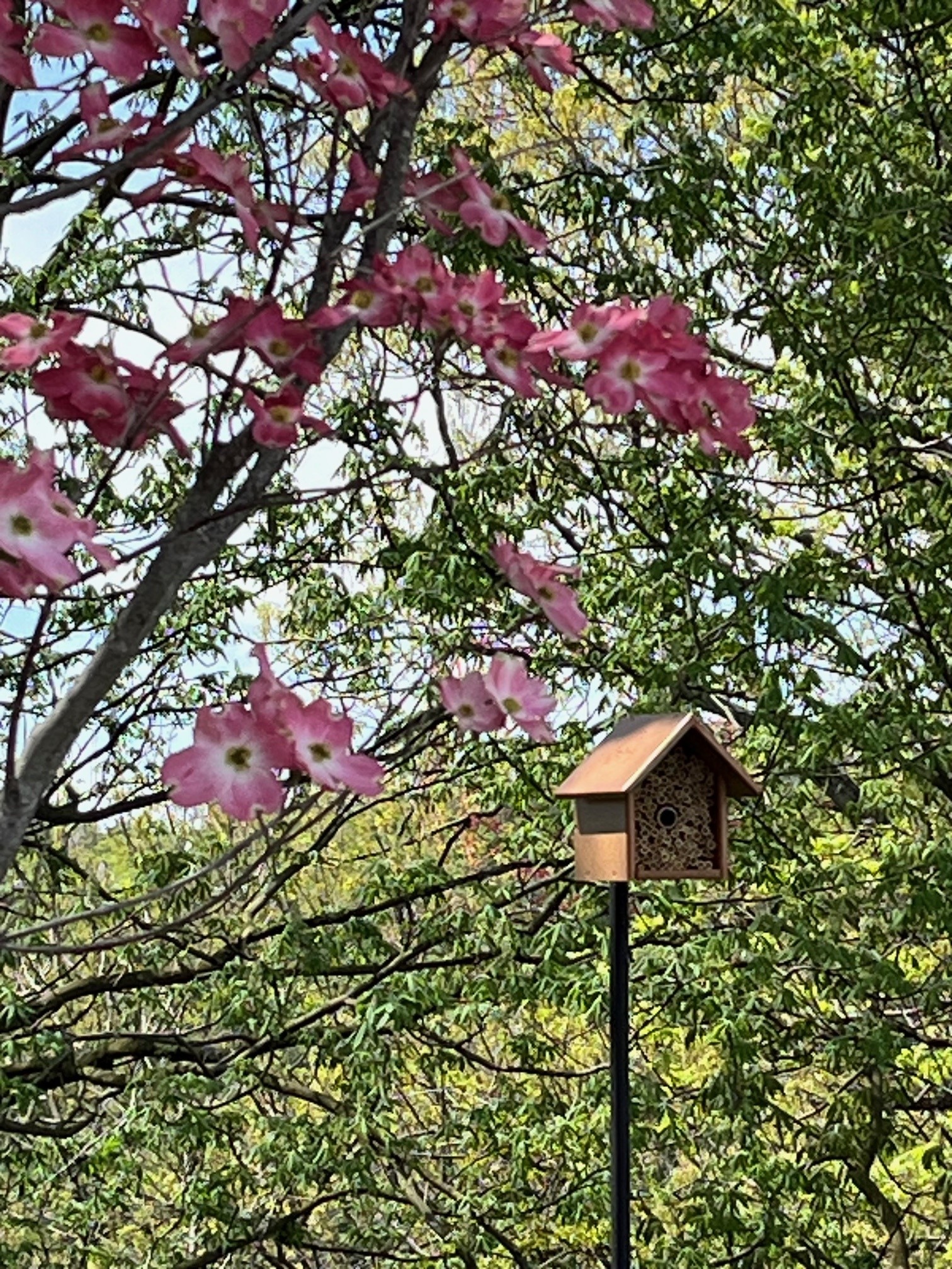 A small house under a blooming tree