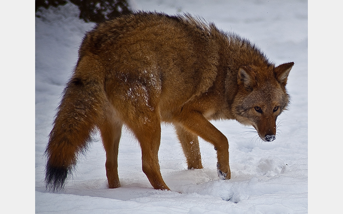 Coyote in the snow with a brownish/golden fur