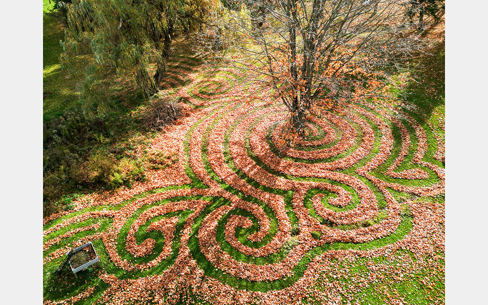 A labyrinth-like swirl of red leaves wrap around a tree in a green, grassy field